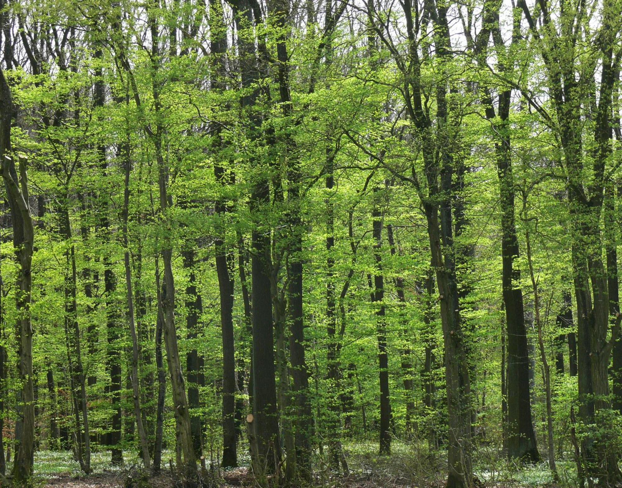 Ferienwohnungen Fischer Strullendorf Exteriér fotografie
